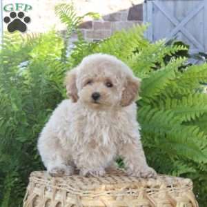 Blessing, Bich-Poo Puppy
